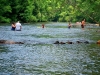 toccoa-river-swimmers