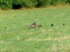 wild-turkey-three
