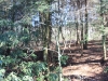 tick-woods